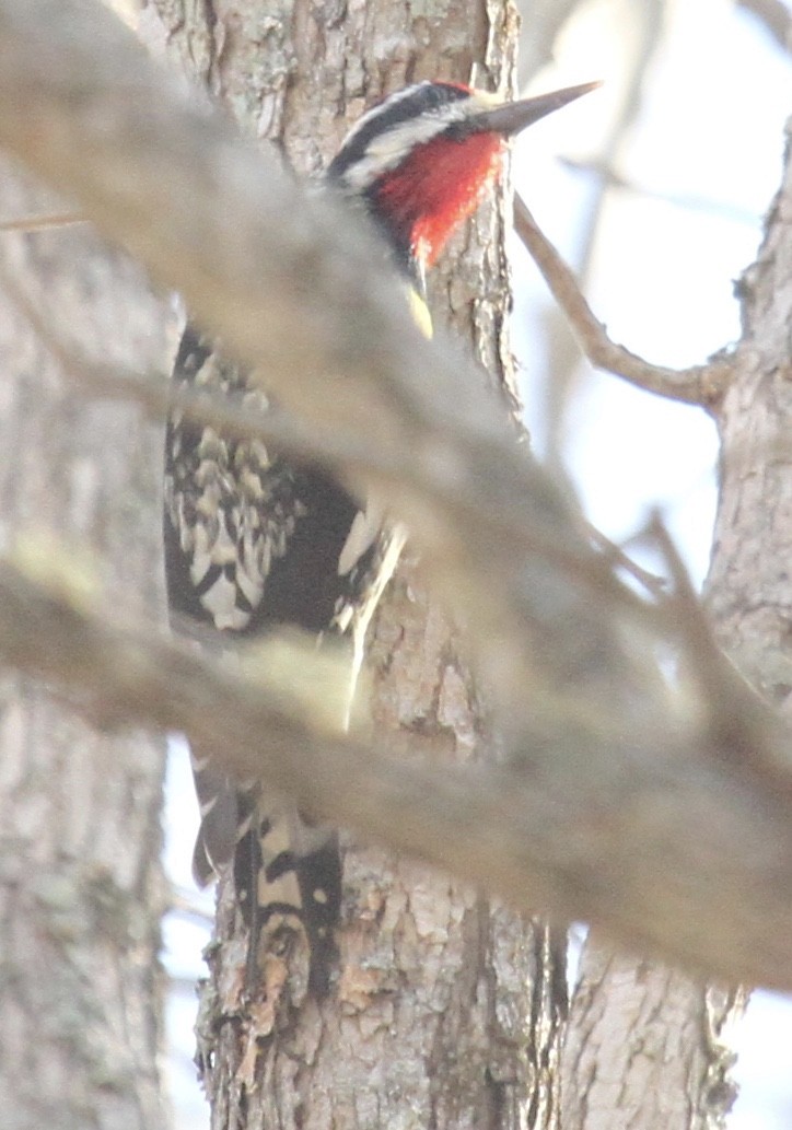 sapsucker sp. - ML24745371