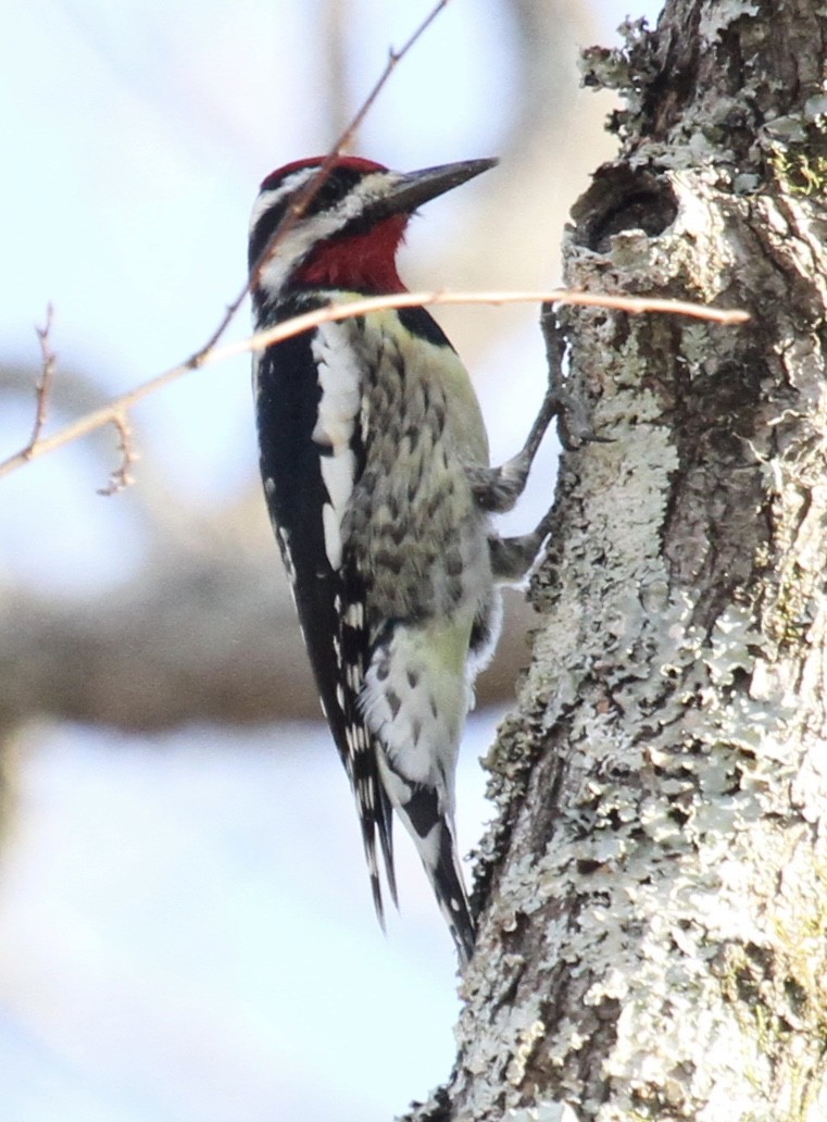 sapsucker sp. - ML24745381
