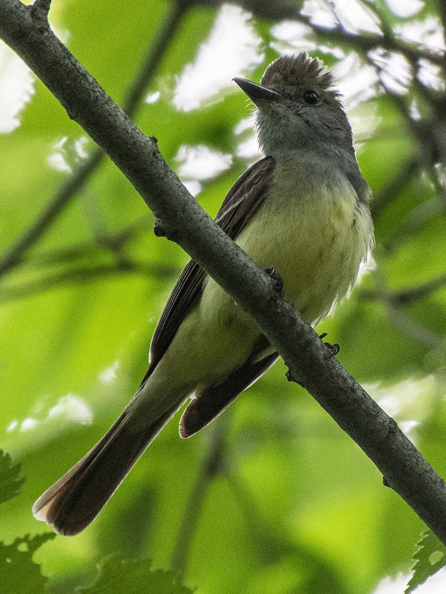 Great Crested Flycatcher - Estela Quintero-Weldon