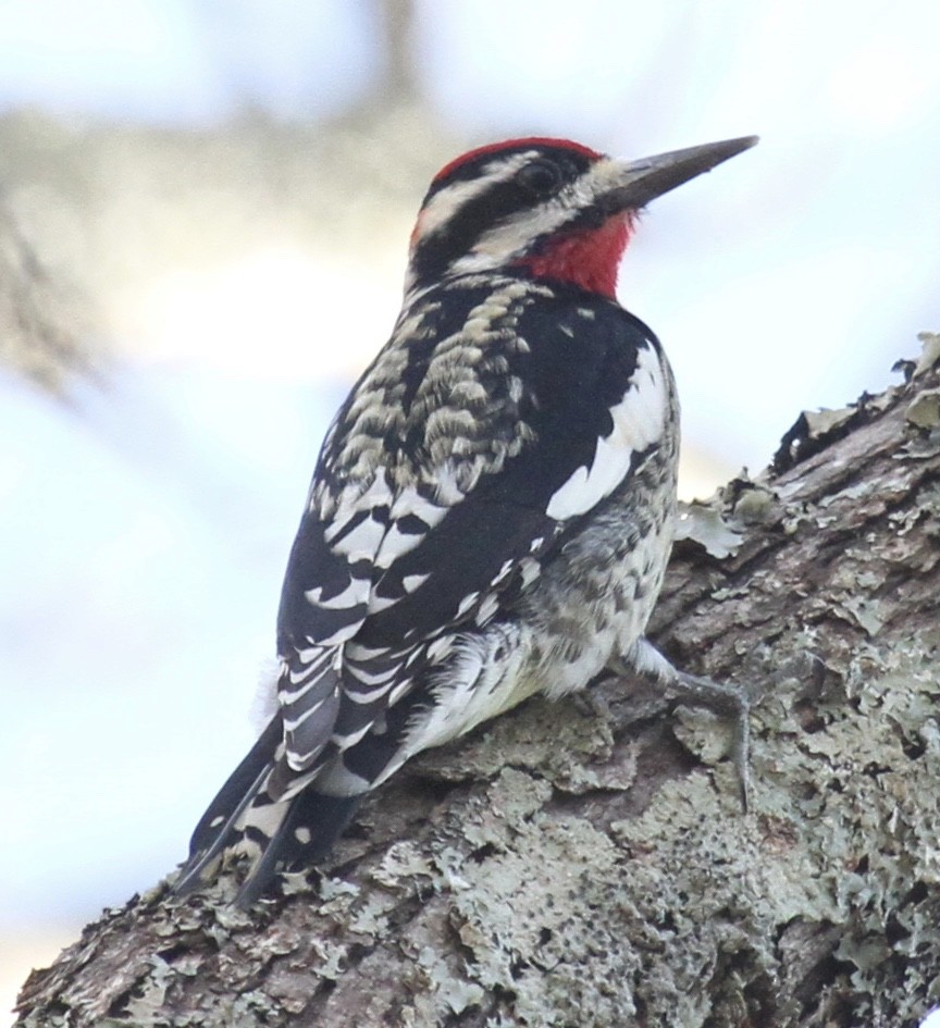 sapsucker sp. - ML24745391