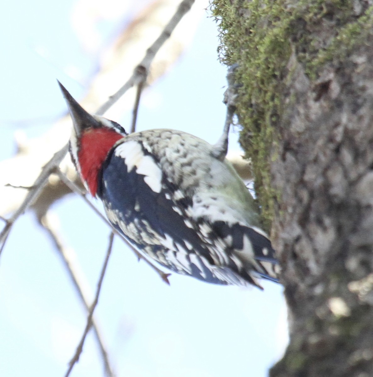 sapsucker sp. - ML24745401