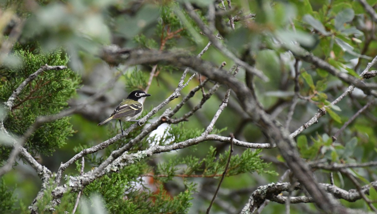 Black-capped Vireo - Simon Kiacz