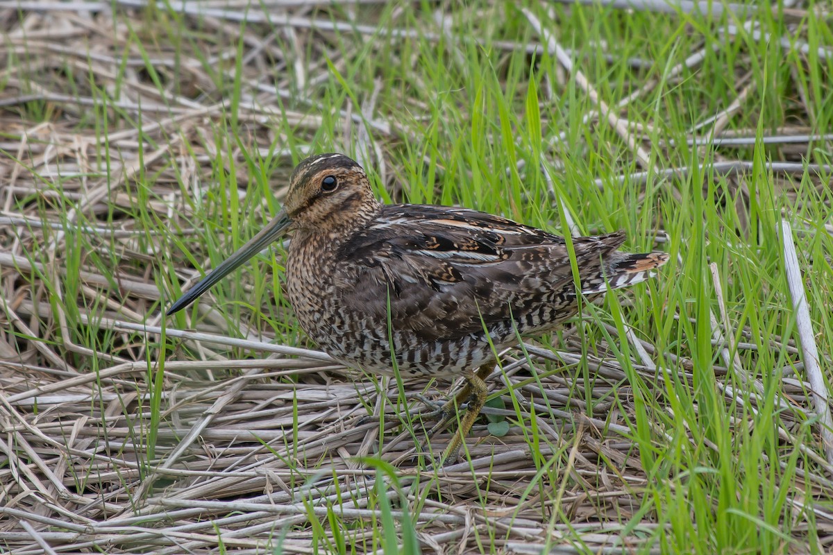 Wilson's Snipe - ML247455741