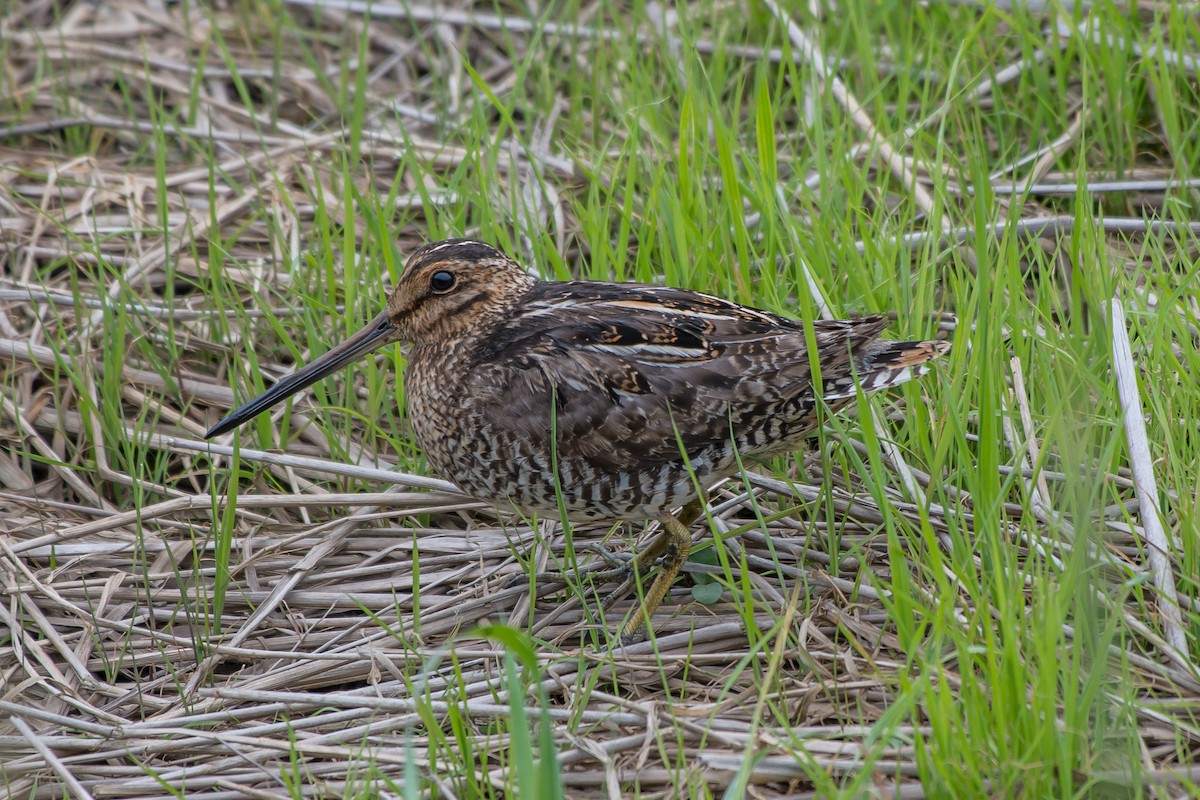Wilson's Snipe - ML247455761