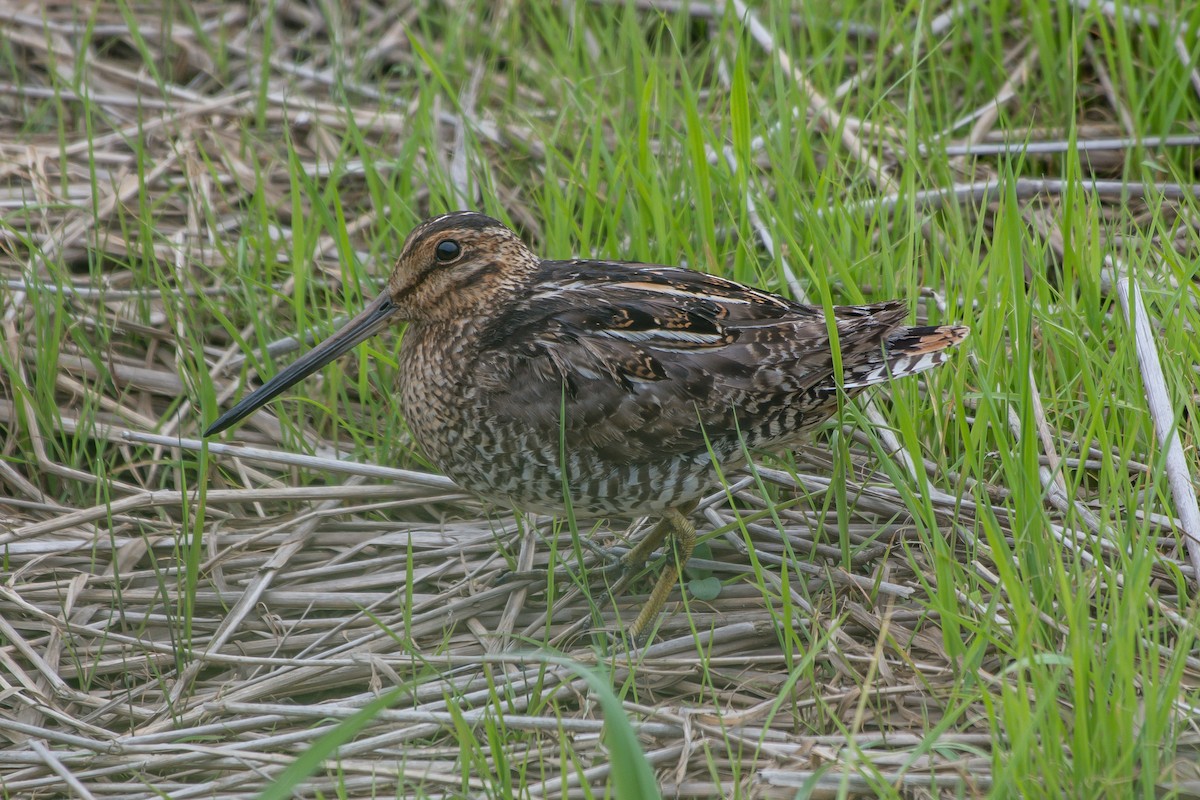 Wilson's Snipe - ML247455781