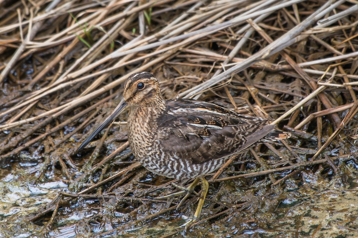 Wilson's Snipe - ML247455791