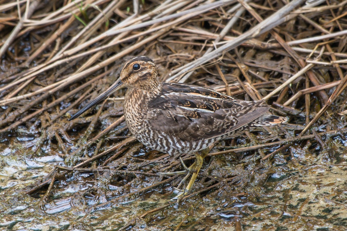 Wilson's Snipe - ML247455801