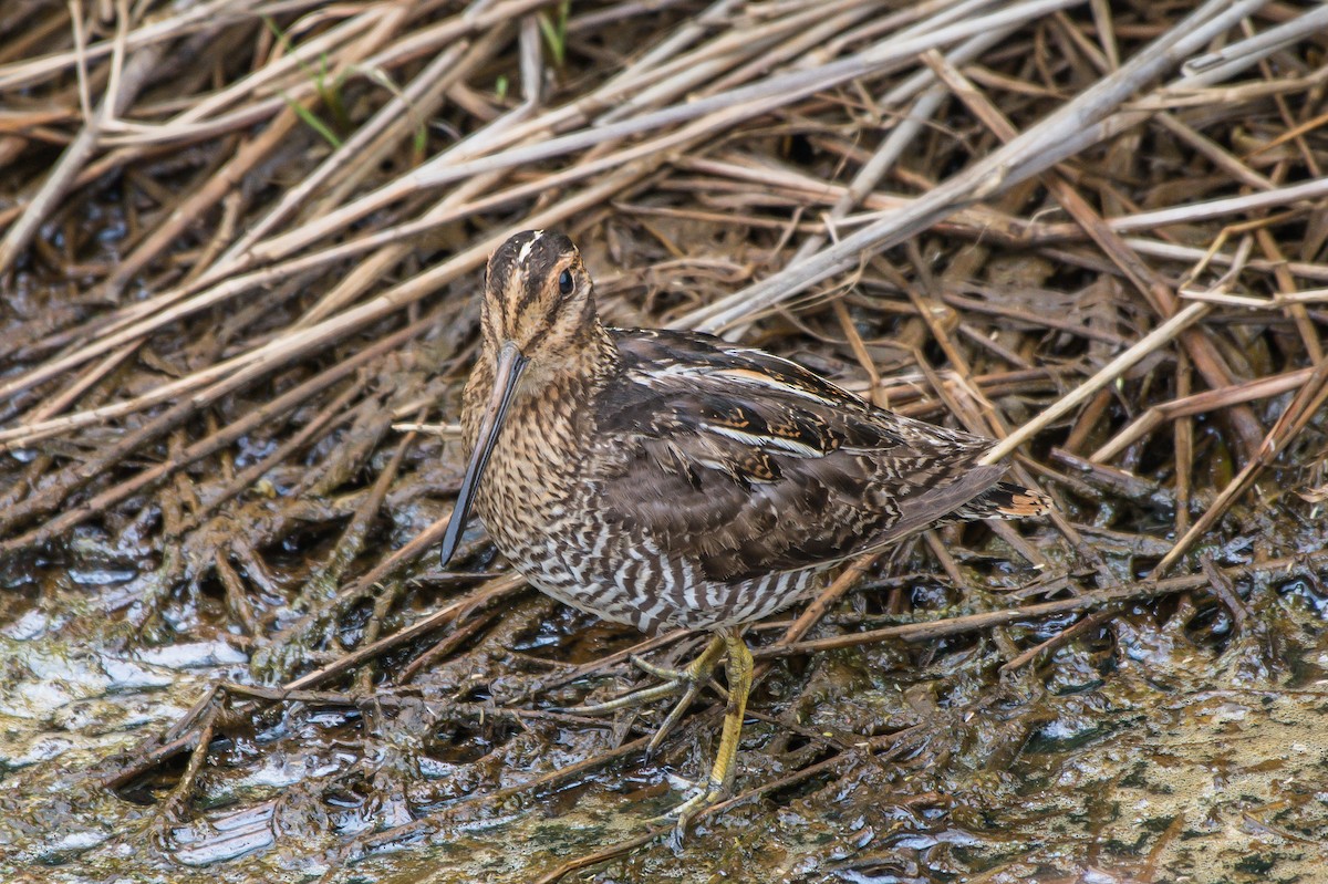 Wilson's Snipe - ML247455821