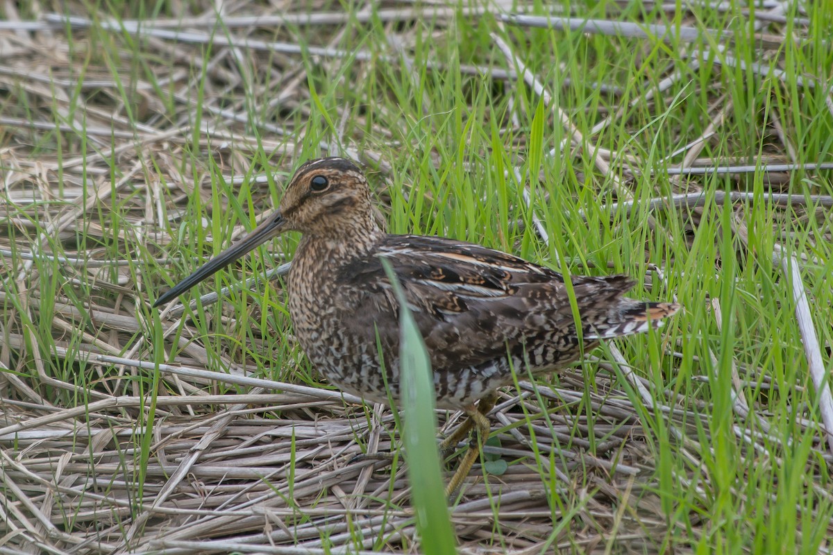 Wilson's Snipe - ML247455841