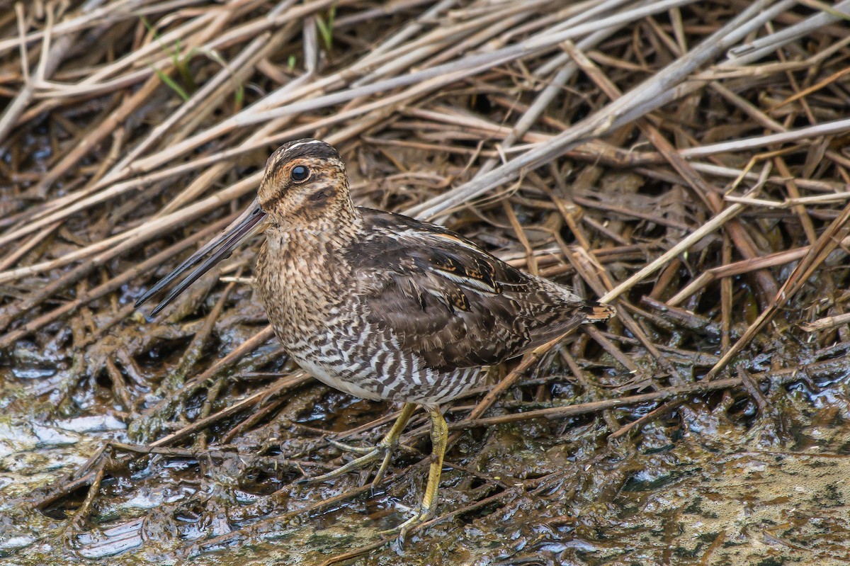 Wilson's Snipe - ML247455851