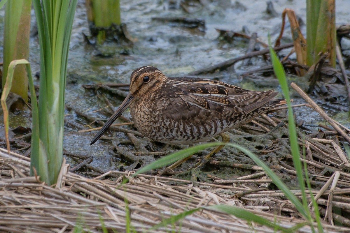 Wilson's Snipe - ML247456101