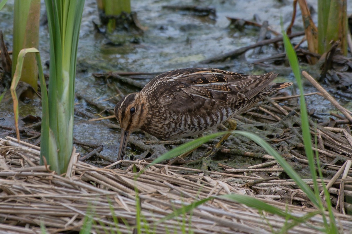 Wilson's Snipe - ML247456121