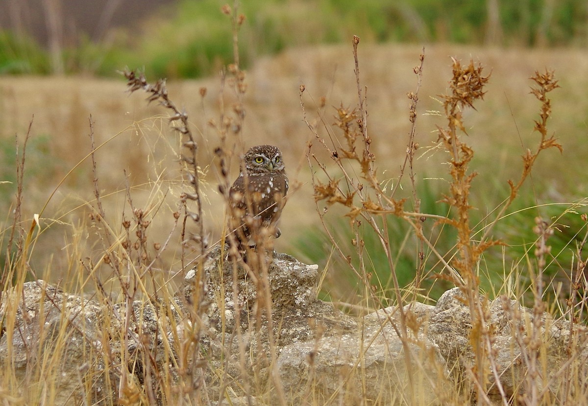 Little Owl - Thibaud Aronson