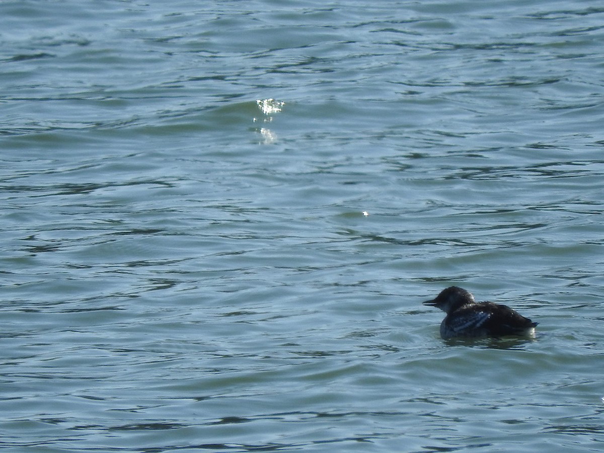 Guillemot à miroir - ML247463311