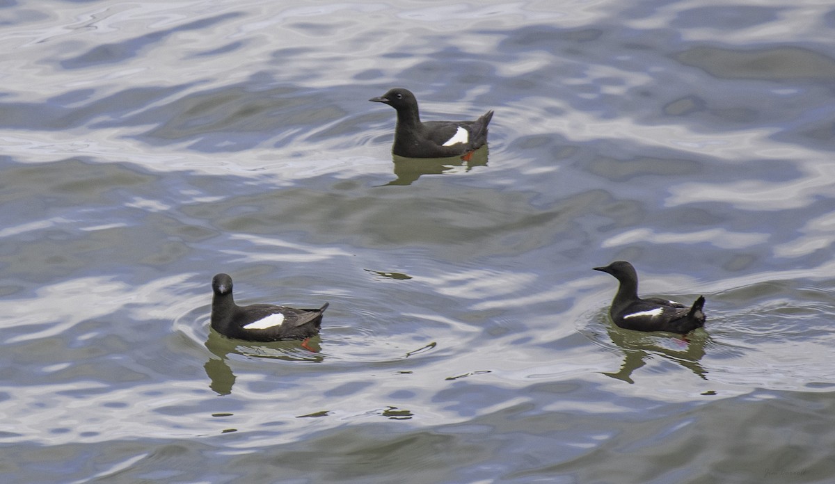 Black Guillemot - ML247463501