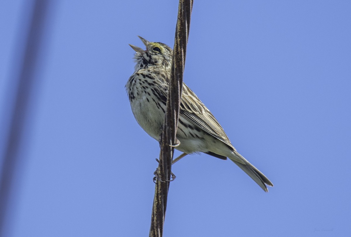 Savannah Sparrow - ML247463611
