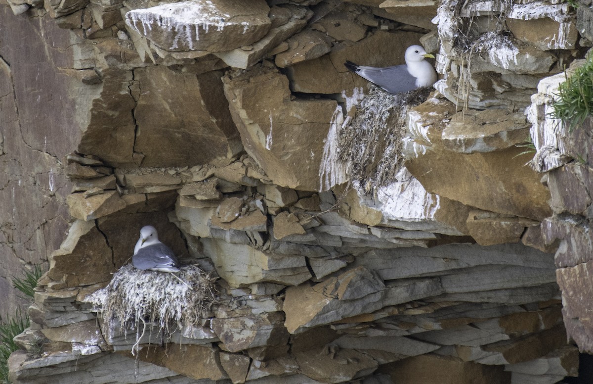 Gaviota Tridáctila - ML247463741