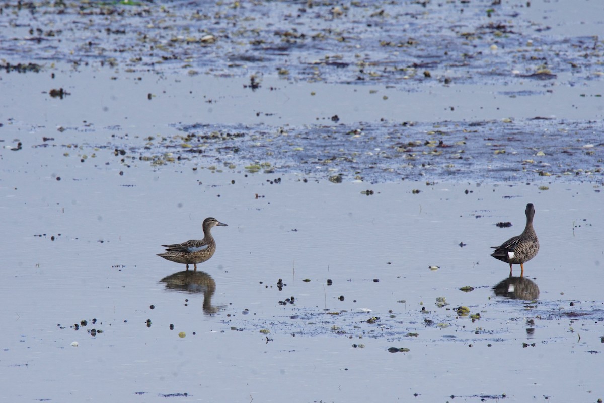 Blue-winged Teal - ML247463841