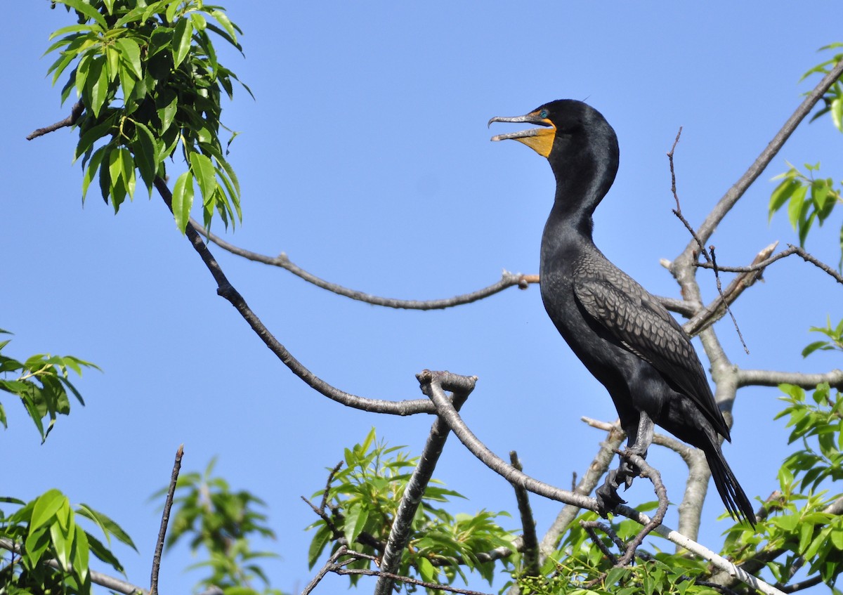 Cormorán Orejudo - ML247464091