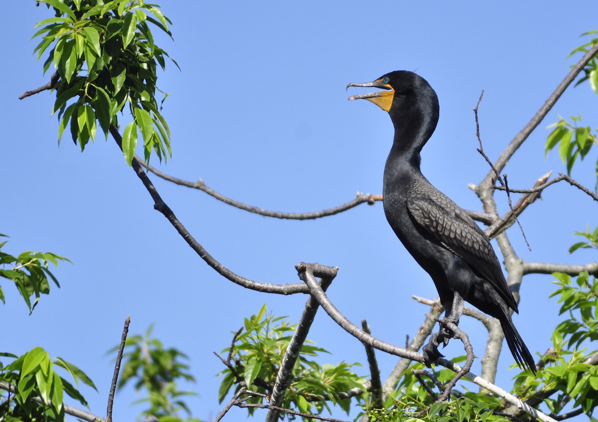 Double-crested Cormorant - ML247464091