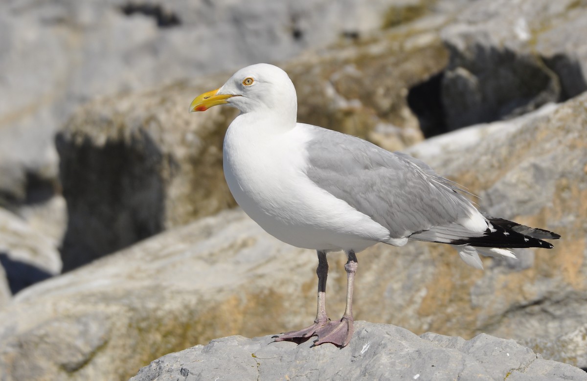 Gaviota Argéntea Americana - ML247464121