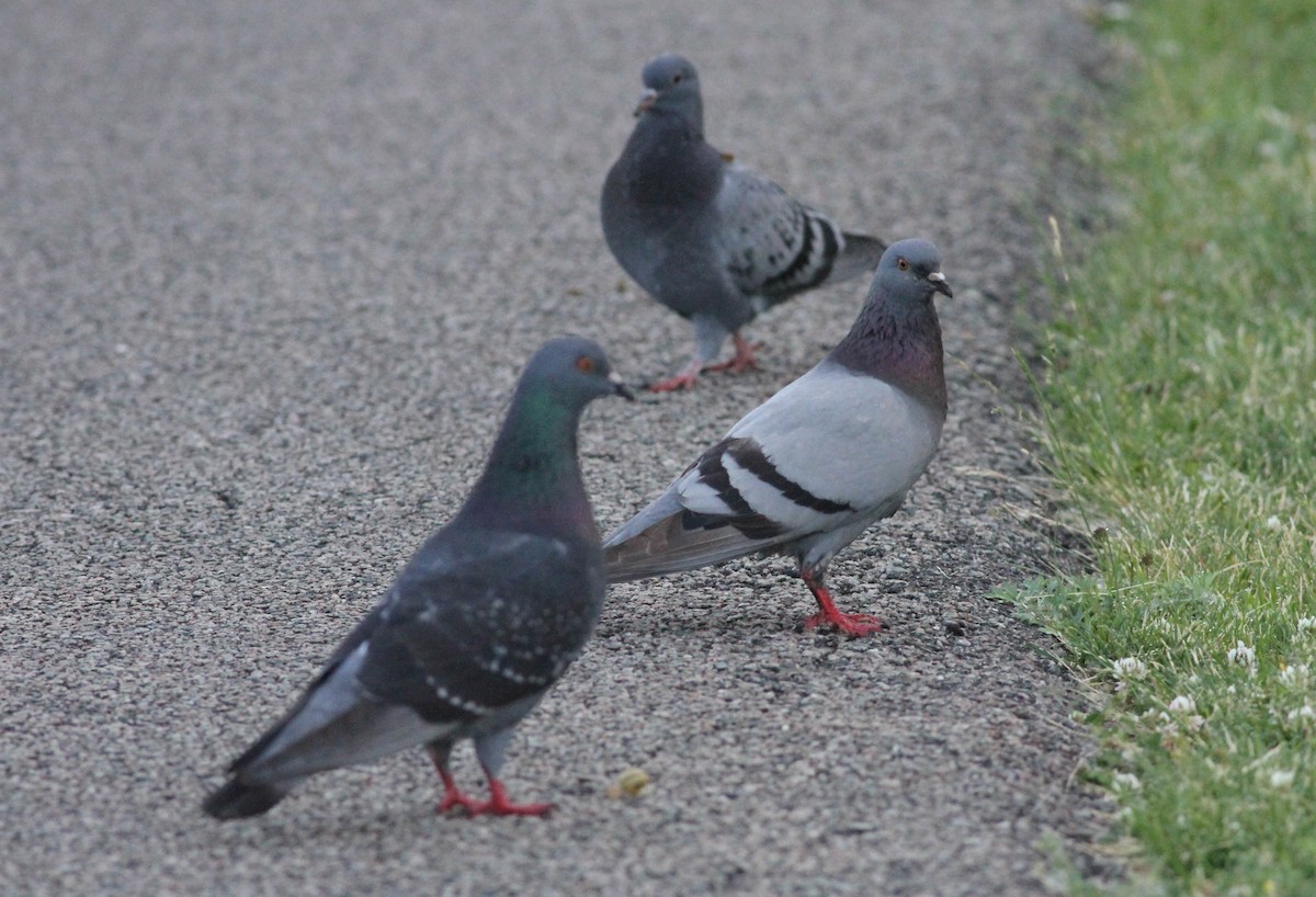 Rock Pigeon (Feral Pigeon) - ML247465281