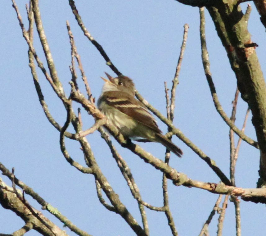 Willow Flycatcher - ML247465391