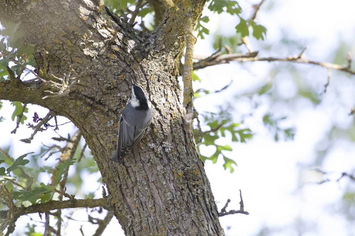 White-breasted Nuthatch - Melissa Gates