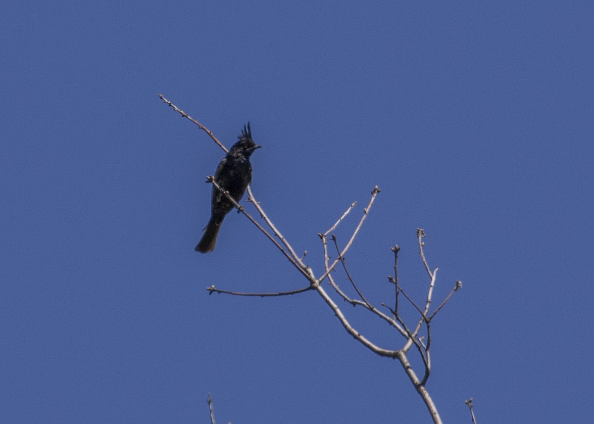 Phainopepla - Melissa Gates