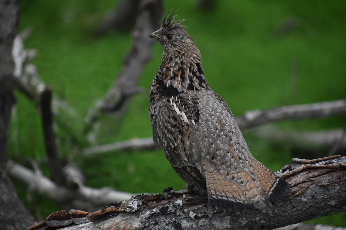 Ruffed Grouse - JD Paes