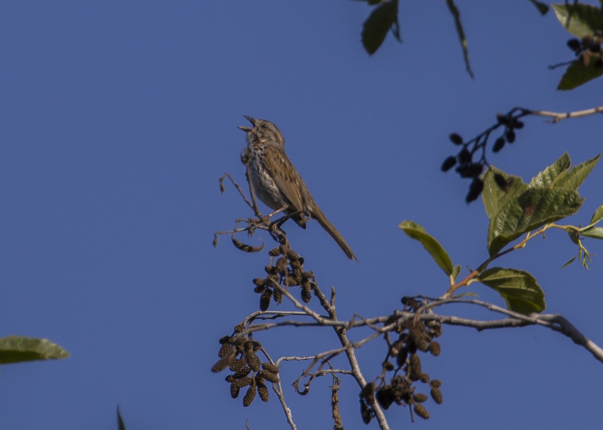 Song Sparrow - Melissa Gates