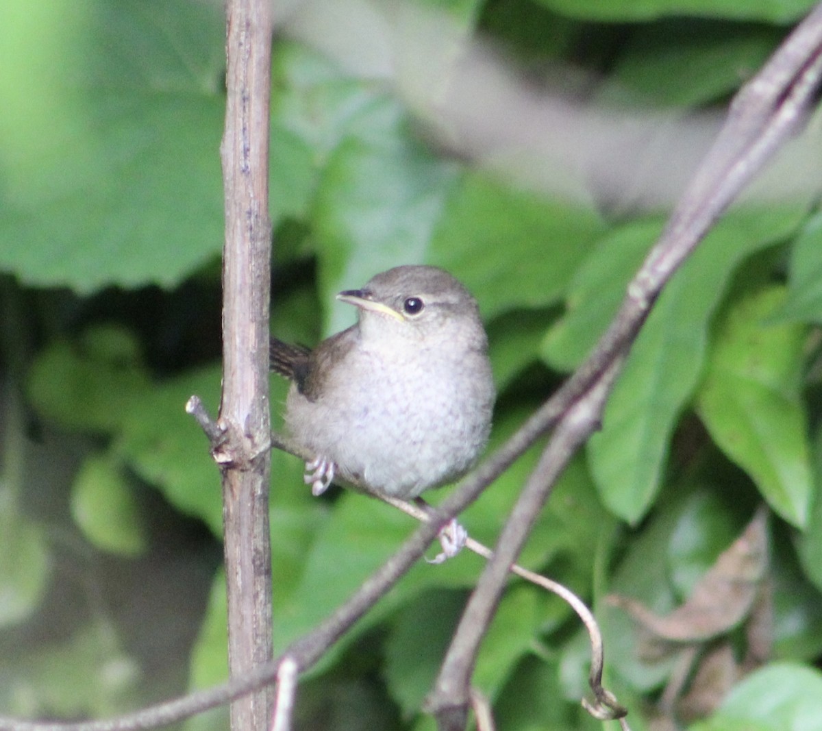 House Wren - Stacy Elliott