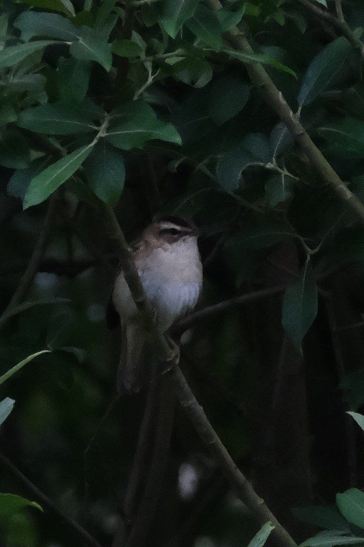 Sedge Warbler - ML247469661
