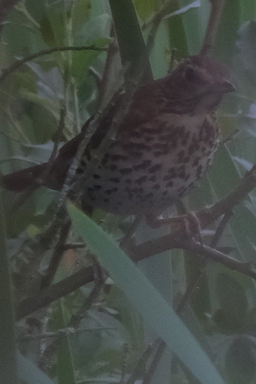 Song Thrush - ML247469741