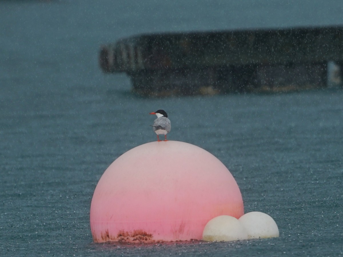 Common Tern - ML247469991