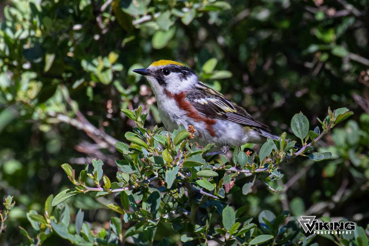 Chestnut-sided Warbler - ML247470511