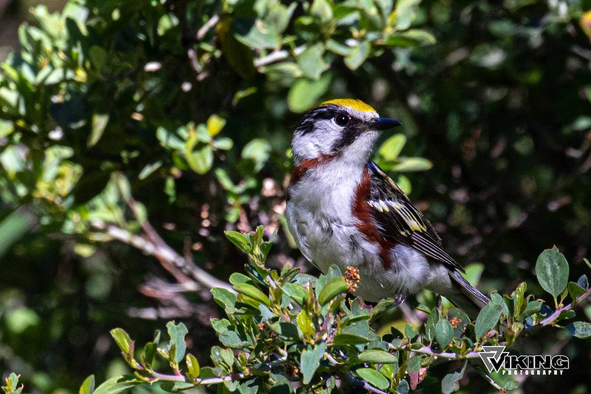 Chestnut-sided Warbler - ML247470551