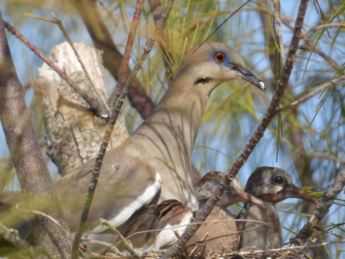 White-winged Dove - Tarra Lindo