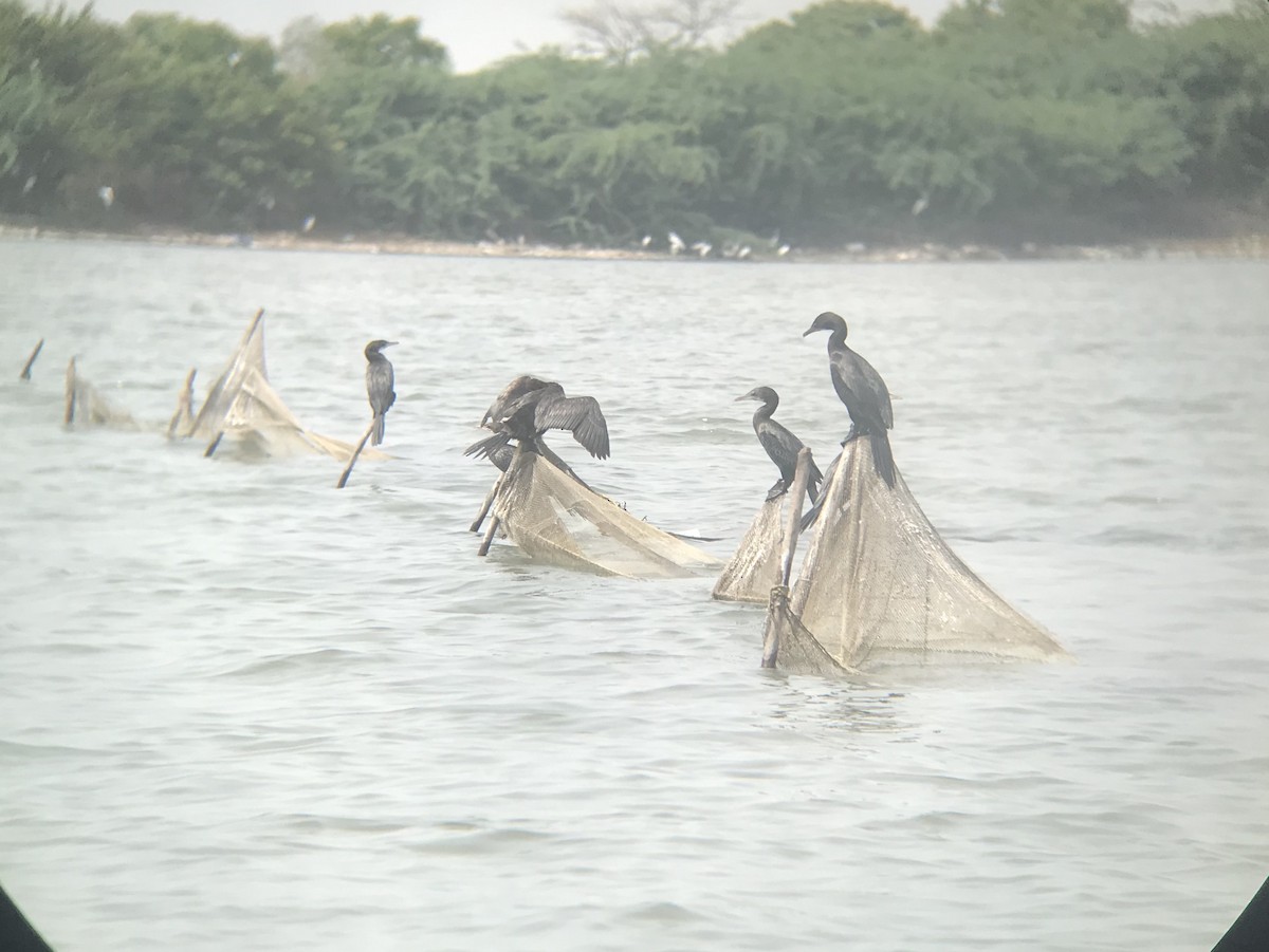 Indian Cormorant - ML247473691