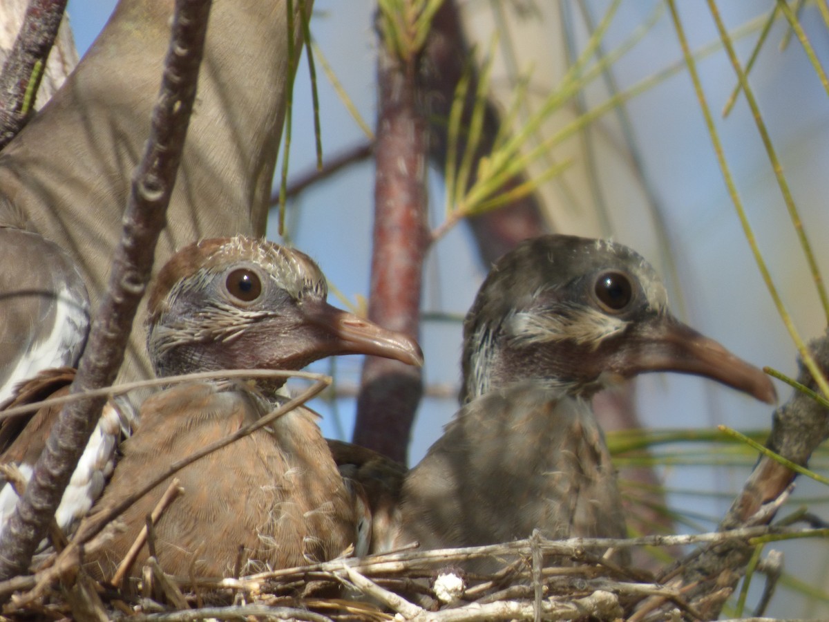 White-winged Dove - Tarra Lindo