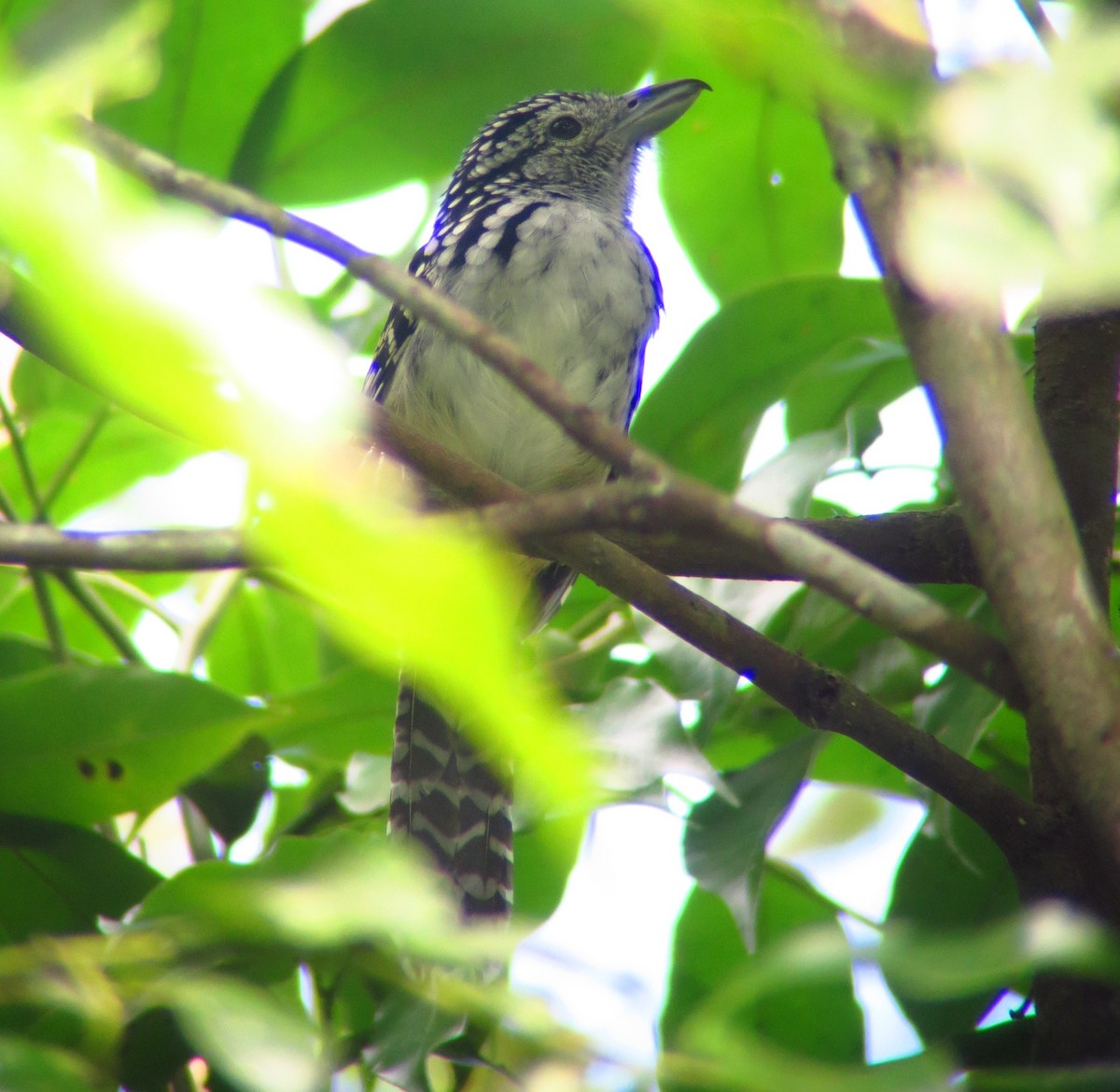 Spot-backed Antshrike - ML247473921