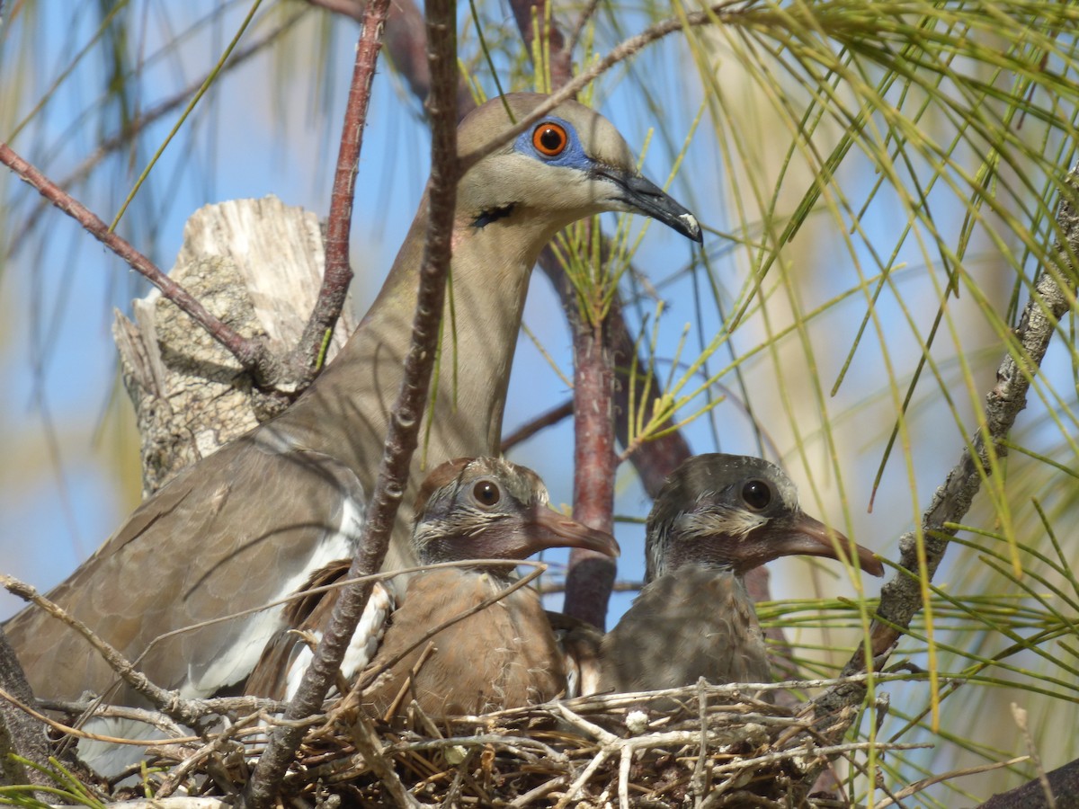 White-winged Dove - Tarra Lindo