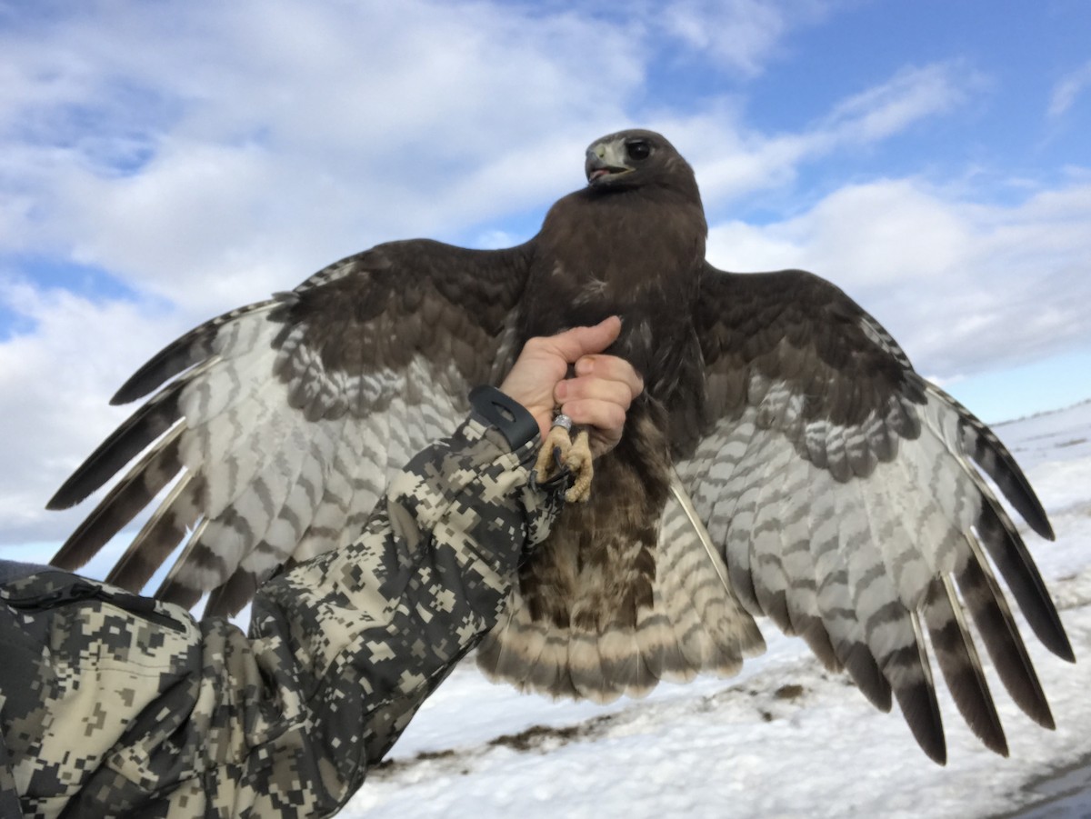 Red-tailed Hawk (calurus/abieticola) - ML247475001