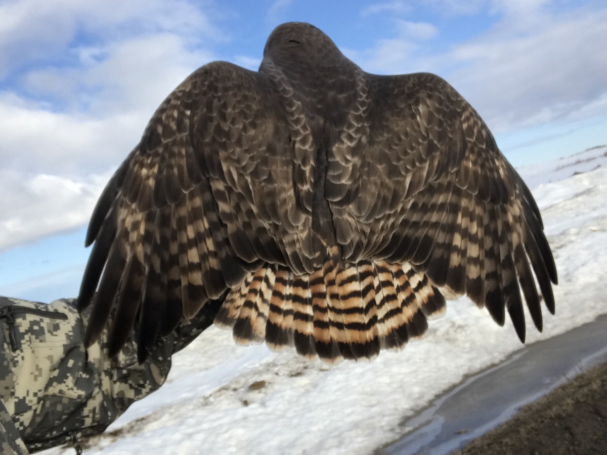 Red-tailed Hawk (calurus/abieticola) - ML247475121