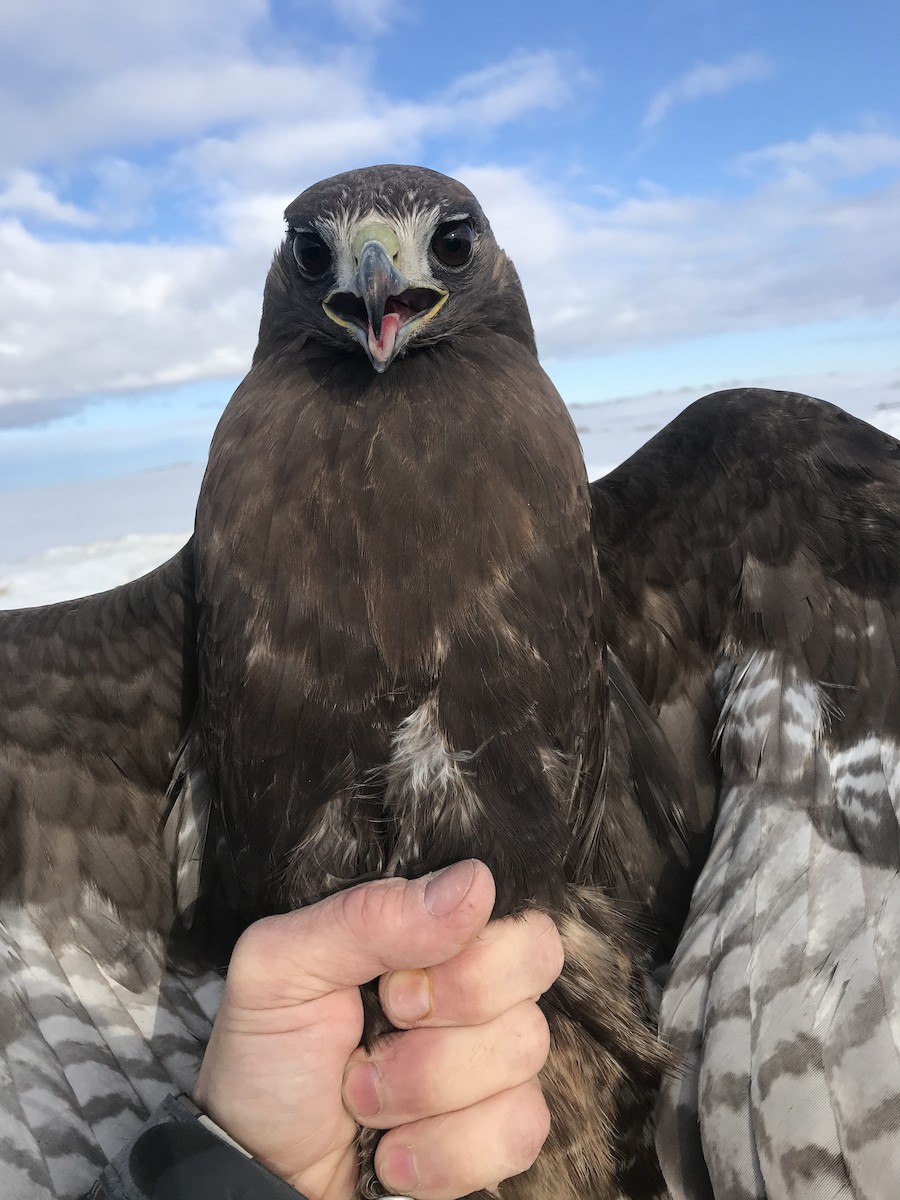 Red-tailed Hawk (calurus/abieticola) - ML247475191