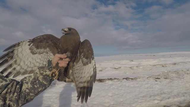 Red-tailed Hawk (calurus/abieticola) - ML247475691