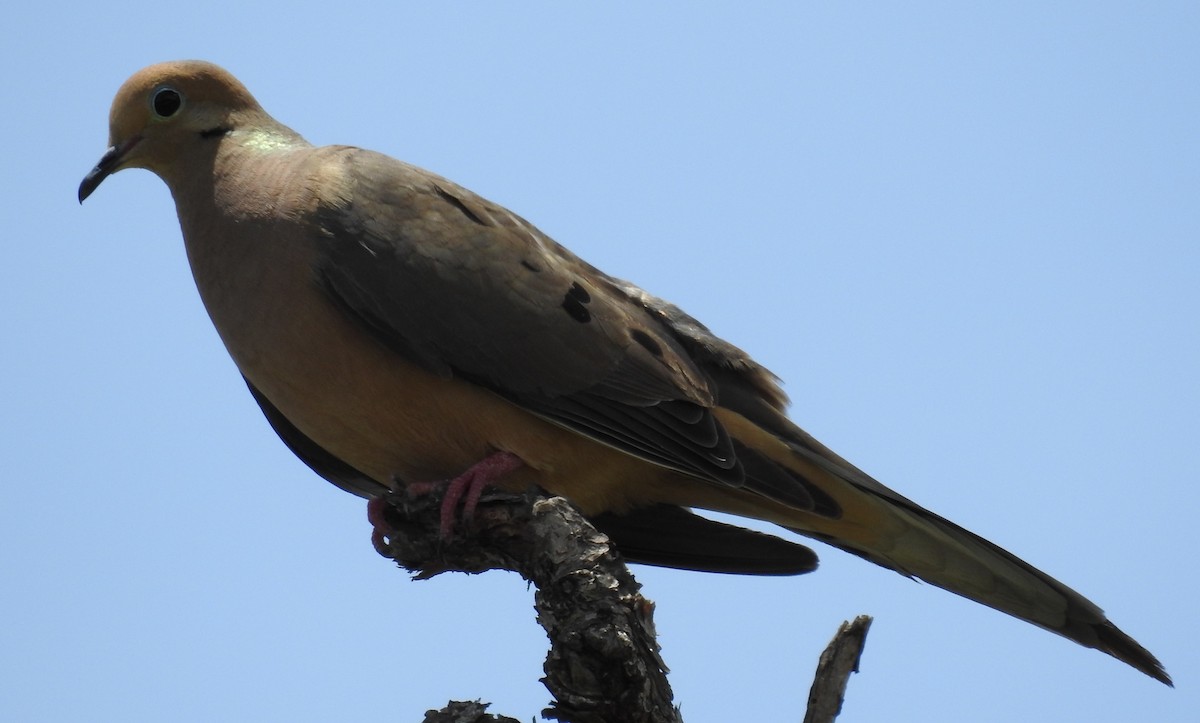 Mourning Dove - ML247477501