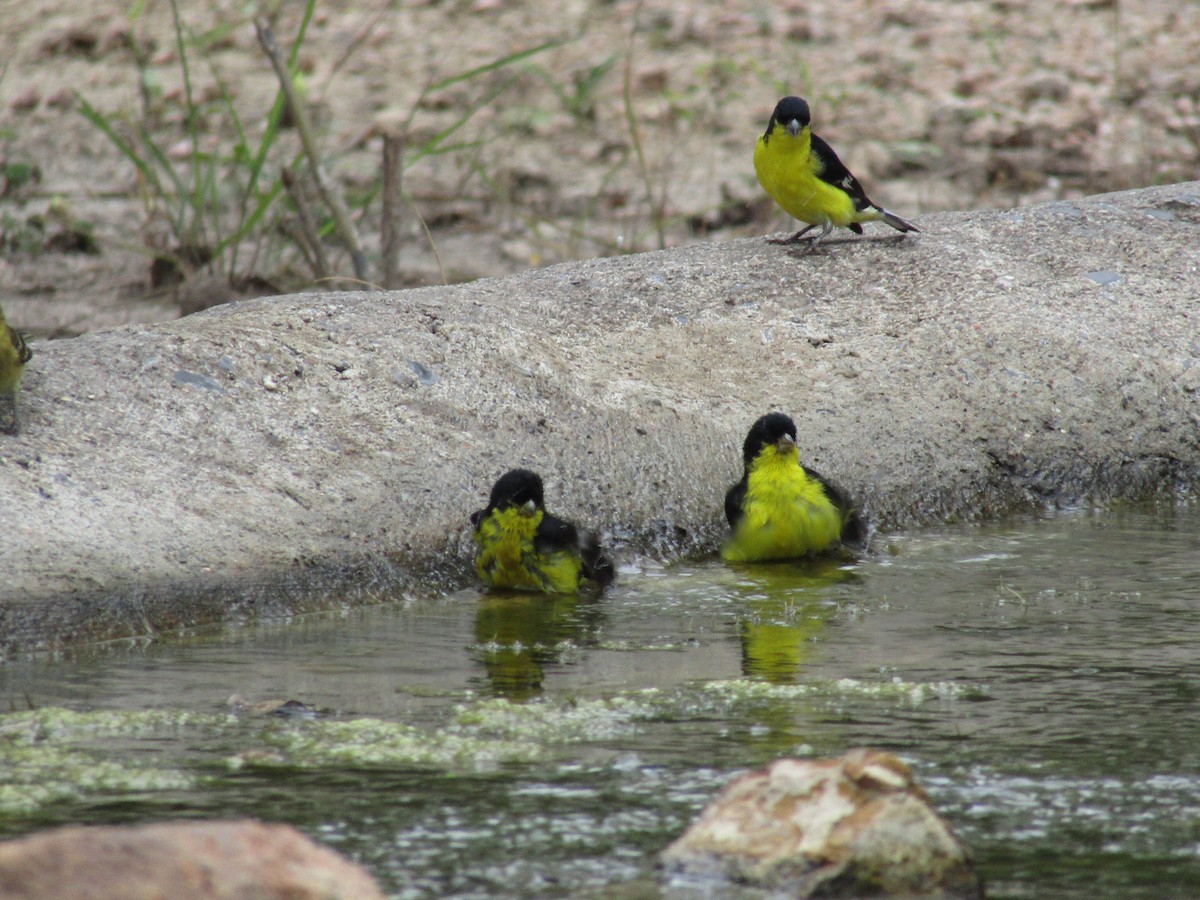 Lesser Goldfinch - ML247477591