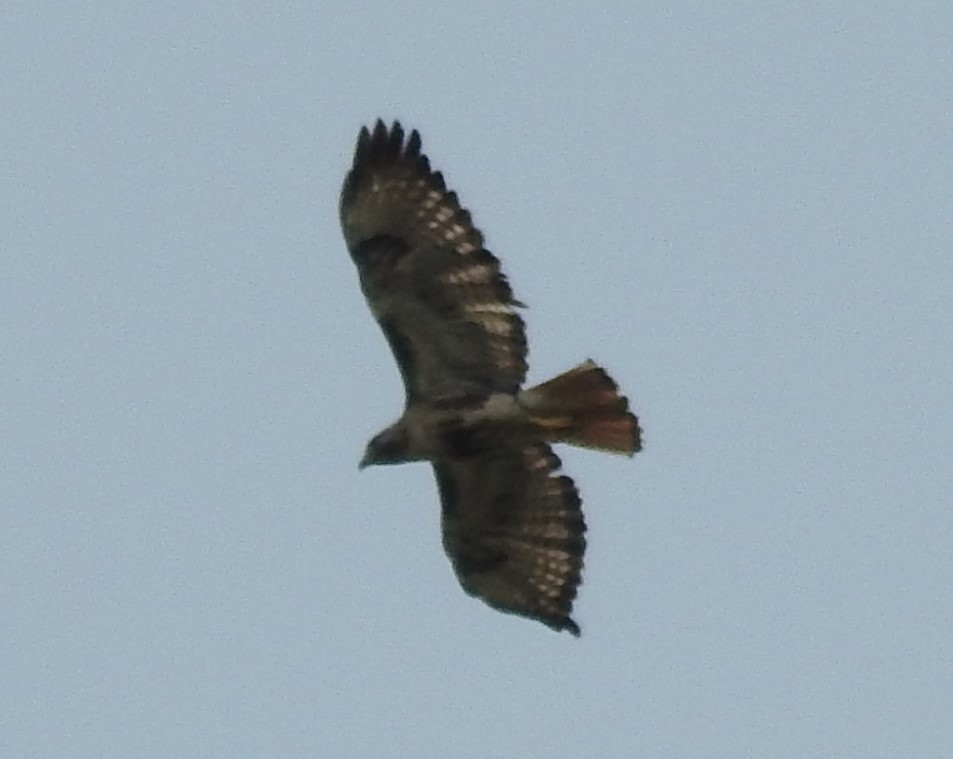 Red-tailed Hawk - ML247477871
