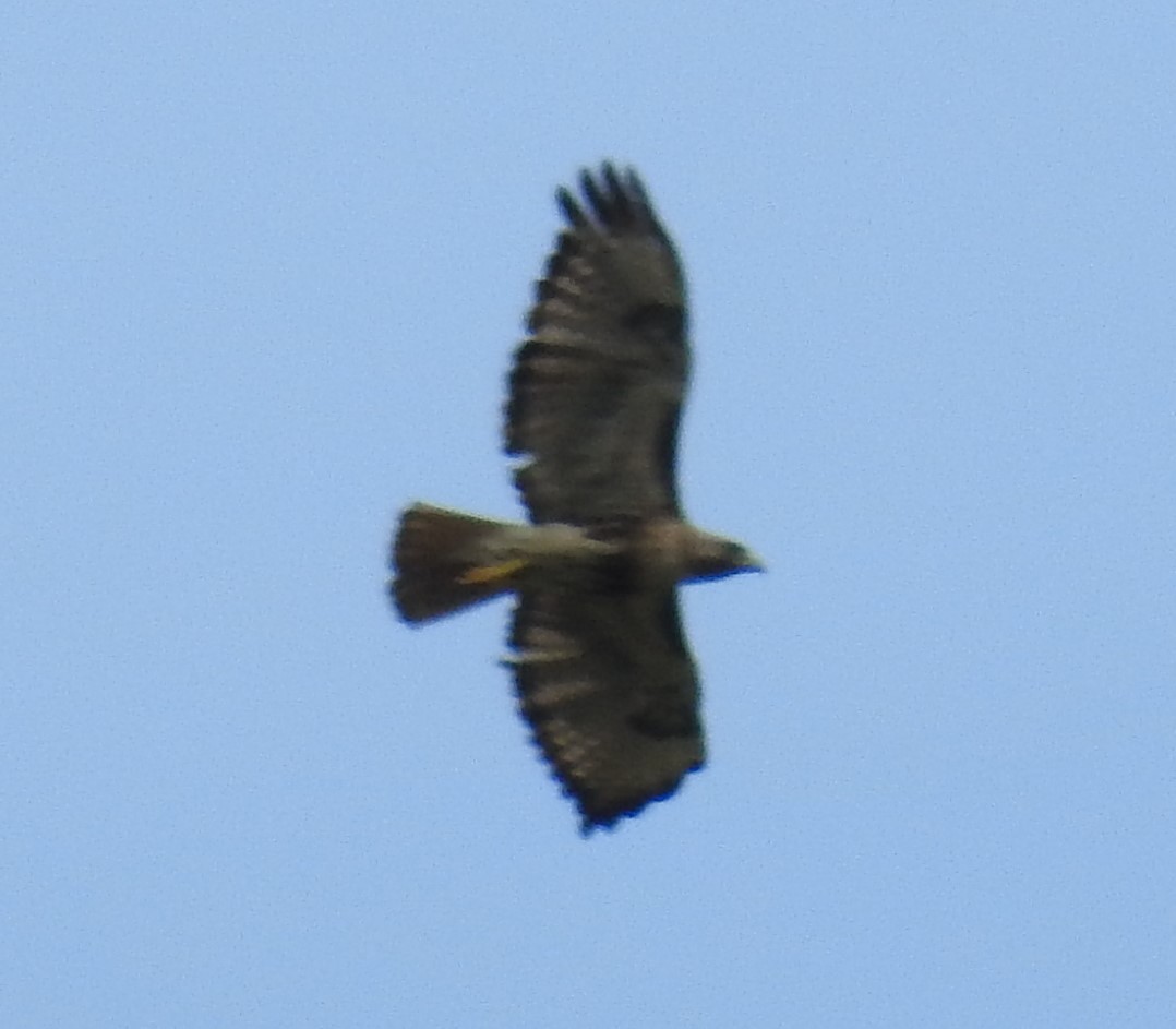 Red-tailed Hawk - ML247477881